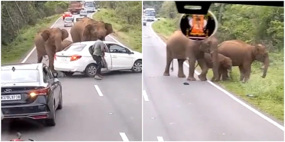 elephants