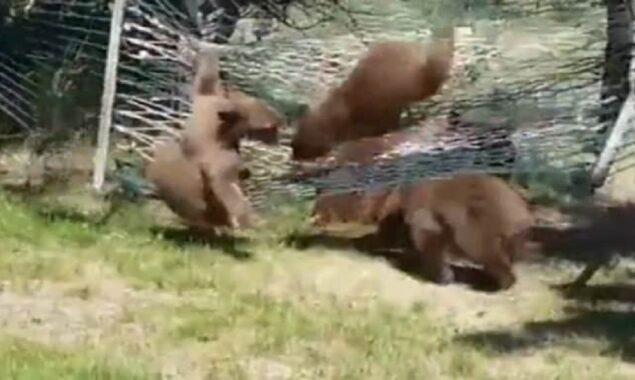 The cutest thing on the Internet at the moment is a bear playing in a hammock