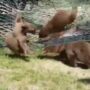 The cutest thing on the Internet at the moment is a bear playing in a hammock