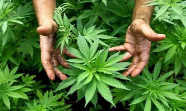 Govt sets up Bhang authority to regulate hemp production