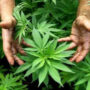 Govt sets up Bhang authority to regulate hemp production