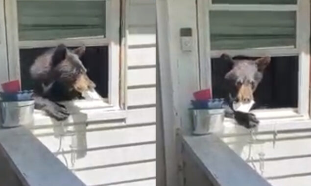 intruder in home