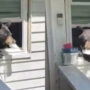 Woman arrived home from work, she discovered intruder in home… a bear, Watch