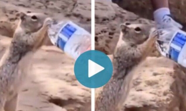 Woman gives water to thirsty squirrel wins netizens’ hearts 