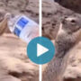 Woman gives water to thirsty squirrel wins netizens’ hearts 