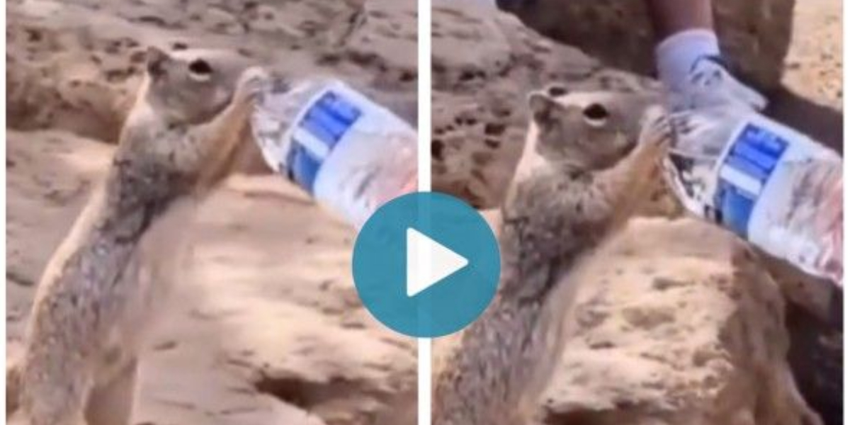 thirsty squirrel
