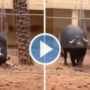 Buffalo saves upside-down tortoise with horn
