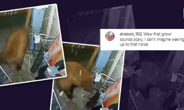 Bears growls at woman, and surveillance footage shows them fighting