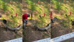 man beats crocodile