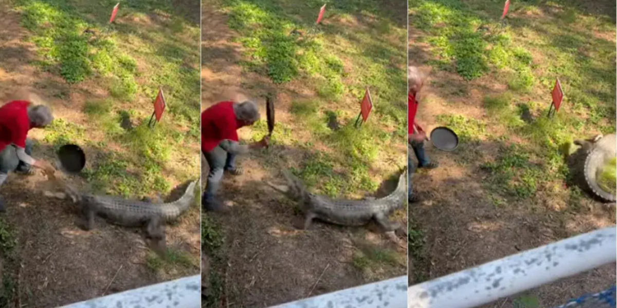 man beats crocodile