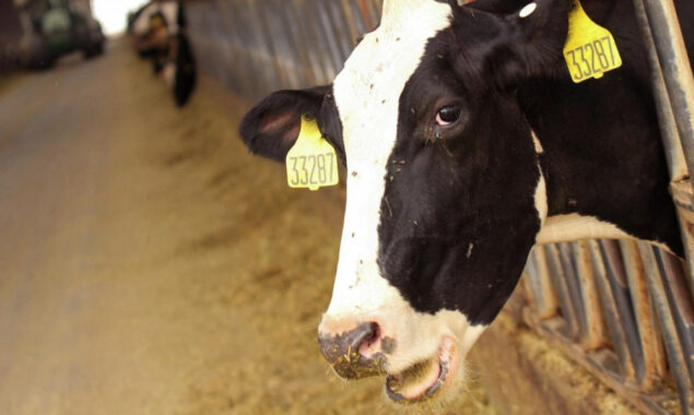 Indonesia launching nationwide vaccinations for foot and mouth disease