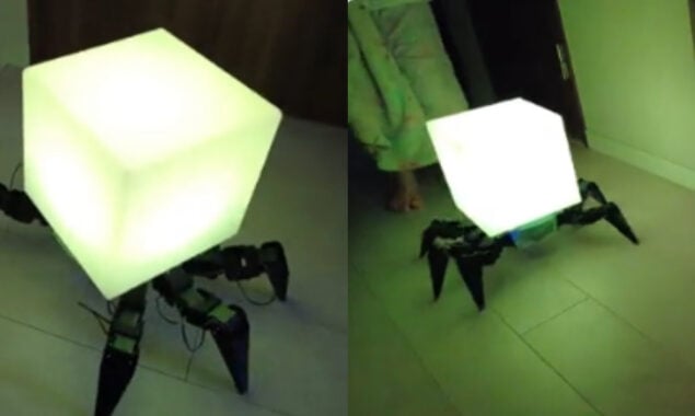 You have never seen a spider like this! Watch video