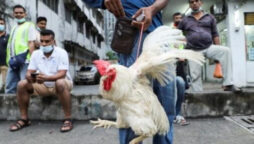 As Malaysia bans chicken exports, Singapore’s de facto national dish is caught in the crossfire