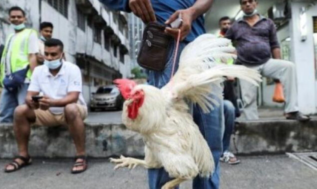 As Malaysia bans chicken exports, Singapore’s de facto national dish is caught in the crossfire