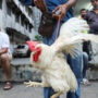 As Malaysia bans chicken exports, Singapore’s de facto national dish is caught in the crossfire