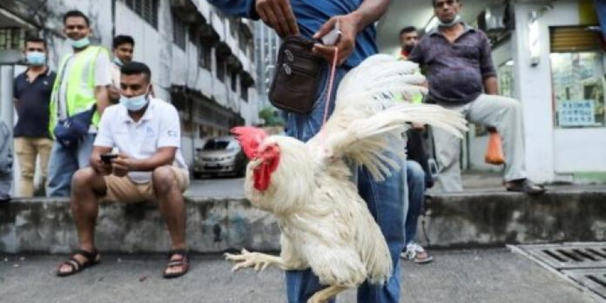 As Malaysia bans chicken exports, Singapore's de facto national dish is caught in the crossfire