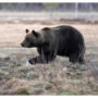 Vietnamese police net biggest bear bile haul