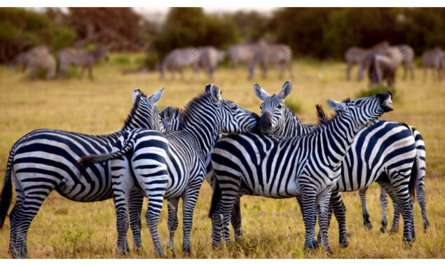 Tanzania lifts ban on wildlife exports