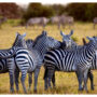 Tanzania lifts ban on wildlife exports
