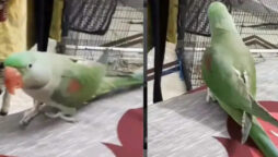 WATCH: A cute parrot video goes viral on social media, left fans in awe!