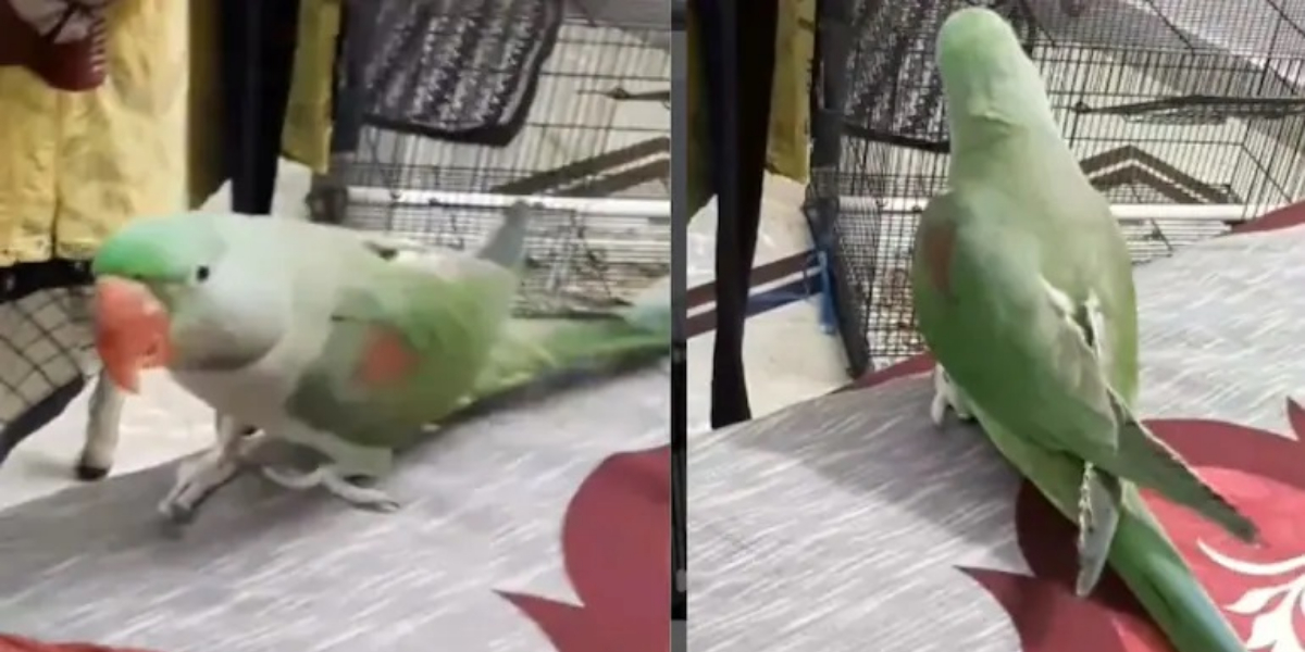 A cute parrot video goes viral on social media