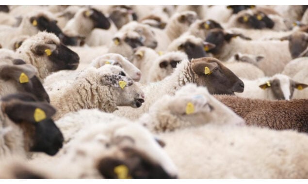Thousands of sheep drown as Sudan ship sinks