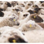 Thousands of sheep drown as Sudan ship sinks