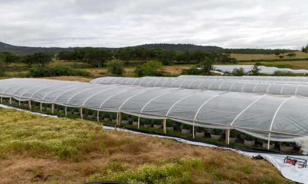 12K and 3K pounds of marijuana were found at an Oregon cultivation location