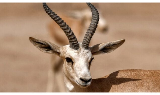 gazelles