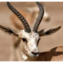 In a parched land, Iraqi gazelles dying of hunger