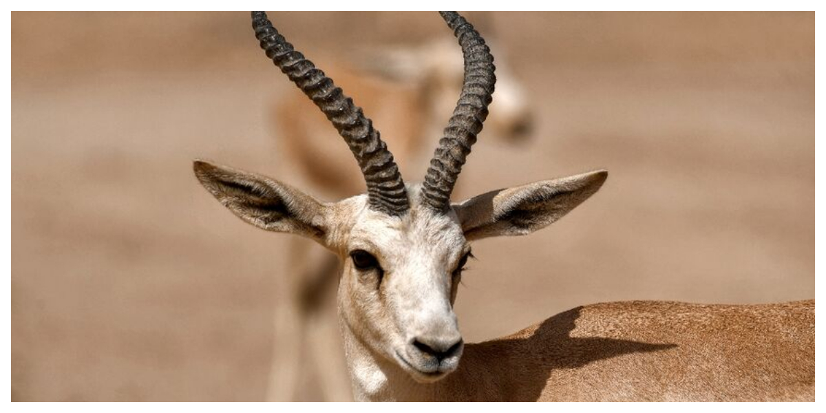 gazelles