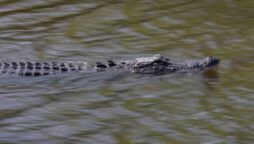 Man killed by 11-foot alligator in yacht club neighborhood of Myrtle Beach