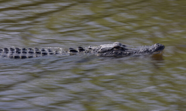 Man killed by 11-foot alligator in yacht club neighborhood of Myrtle Beach