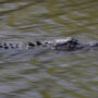 Man killed by 11-foot alligator in yacht club neighborhood of Myrtle Beach