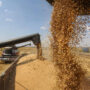 Ukraine raises grain exports by 50% each month because of the sea blockade