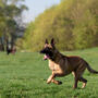 Brutal dog attack leaves mother traumatised and daughter’s face unrecognizably changed