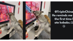 Dog licks meat