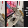Watch Video: Dog licks meat-display TV