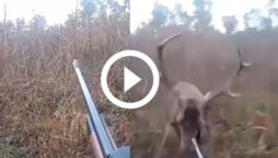 deer attack