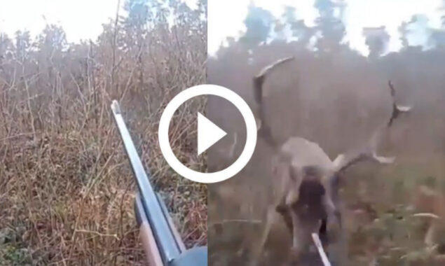 Viral Video: Angry deer attack the hunter