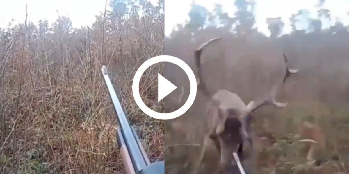 deer attack