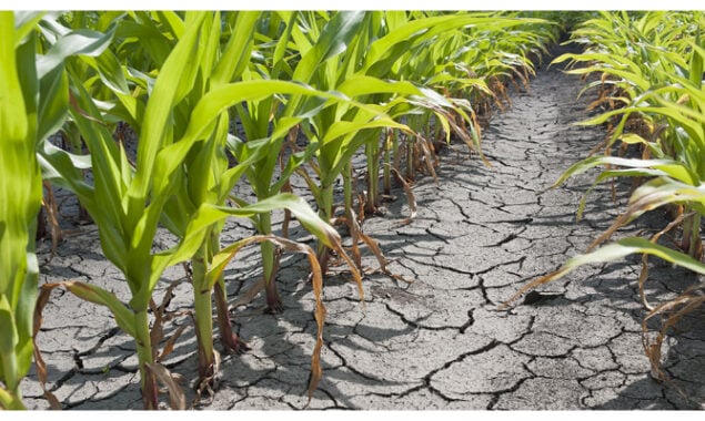 Continuous water shortage in Thatta and Sajawal has devastated the agricultural economy