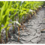 Water shortage in Thatta annihilating crops