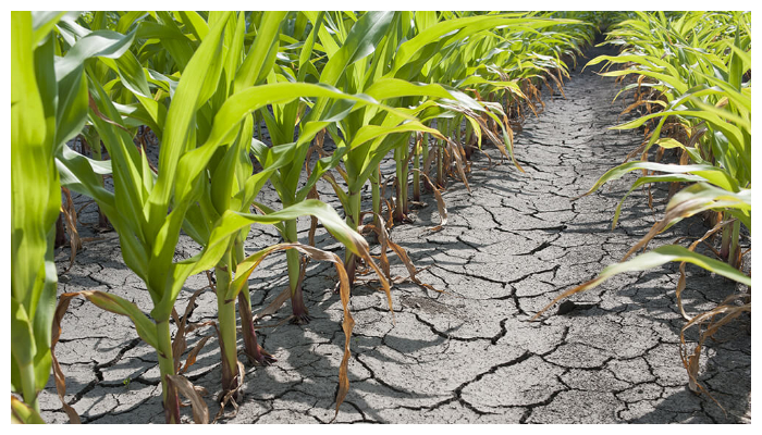 Continuous water shortage in Thatta and Sajawal has devastated the agricultural economy