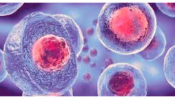 Stem cell breakthrough