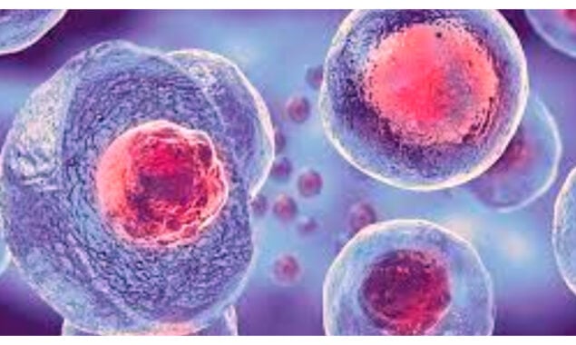 Stem cell breakthrough