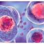 Stem cell breakthrough