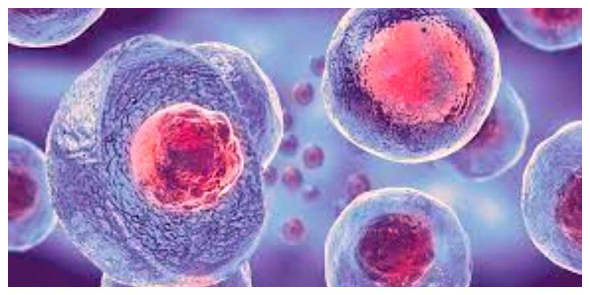 Stem cell breakthrough