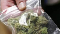 Thailand legalises marijuana trading