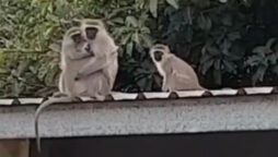 Baby monkey hugging his family makes the rounds on the internet